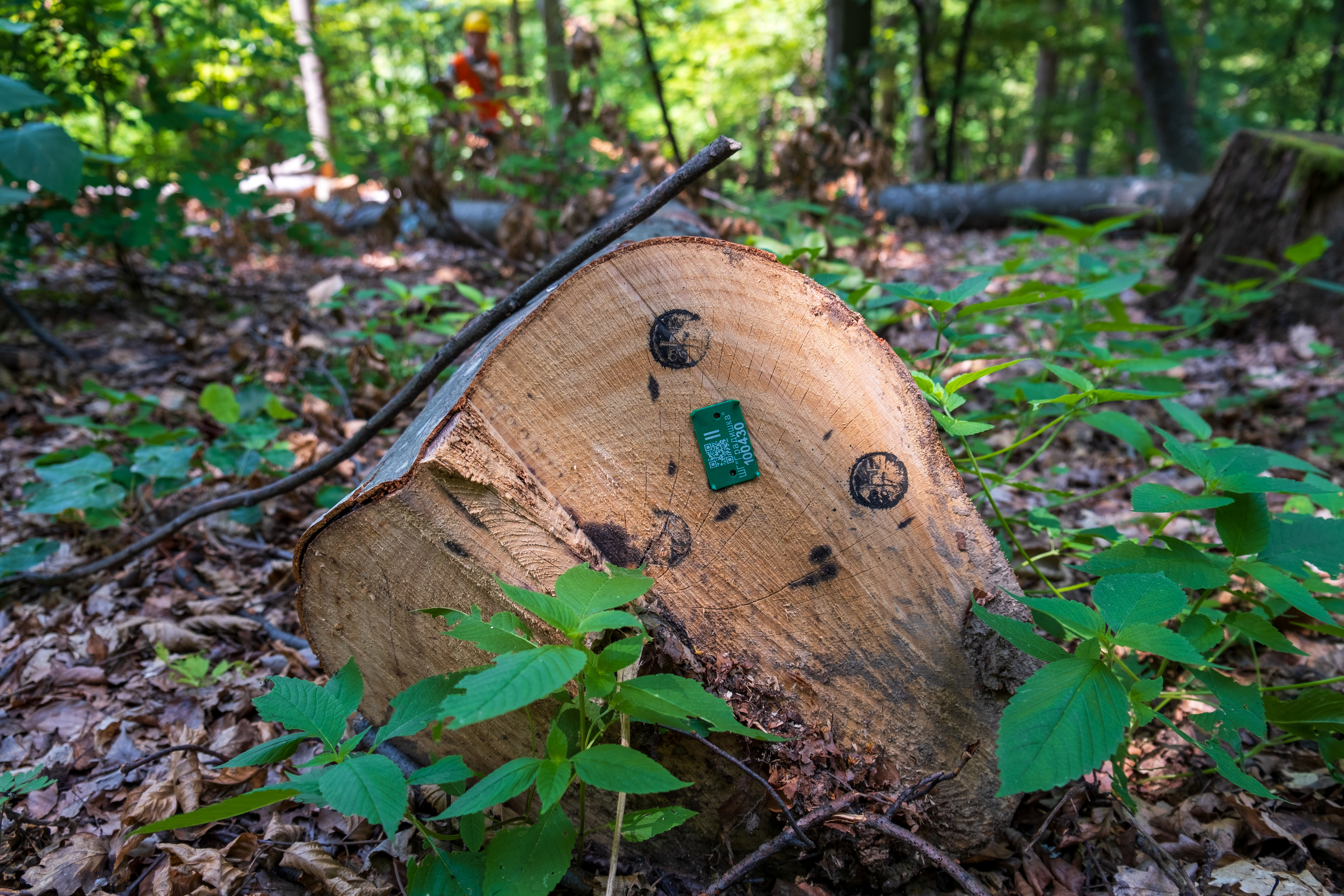 Posječeni drvni sortiment već kategoriziran i uparen sa GPS koordinatama panja od strane inženjera šumarstva.