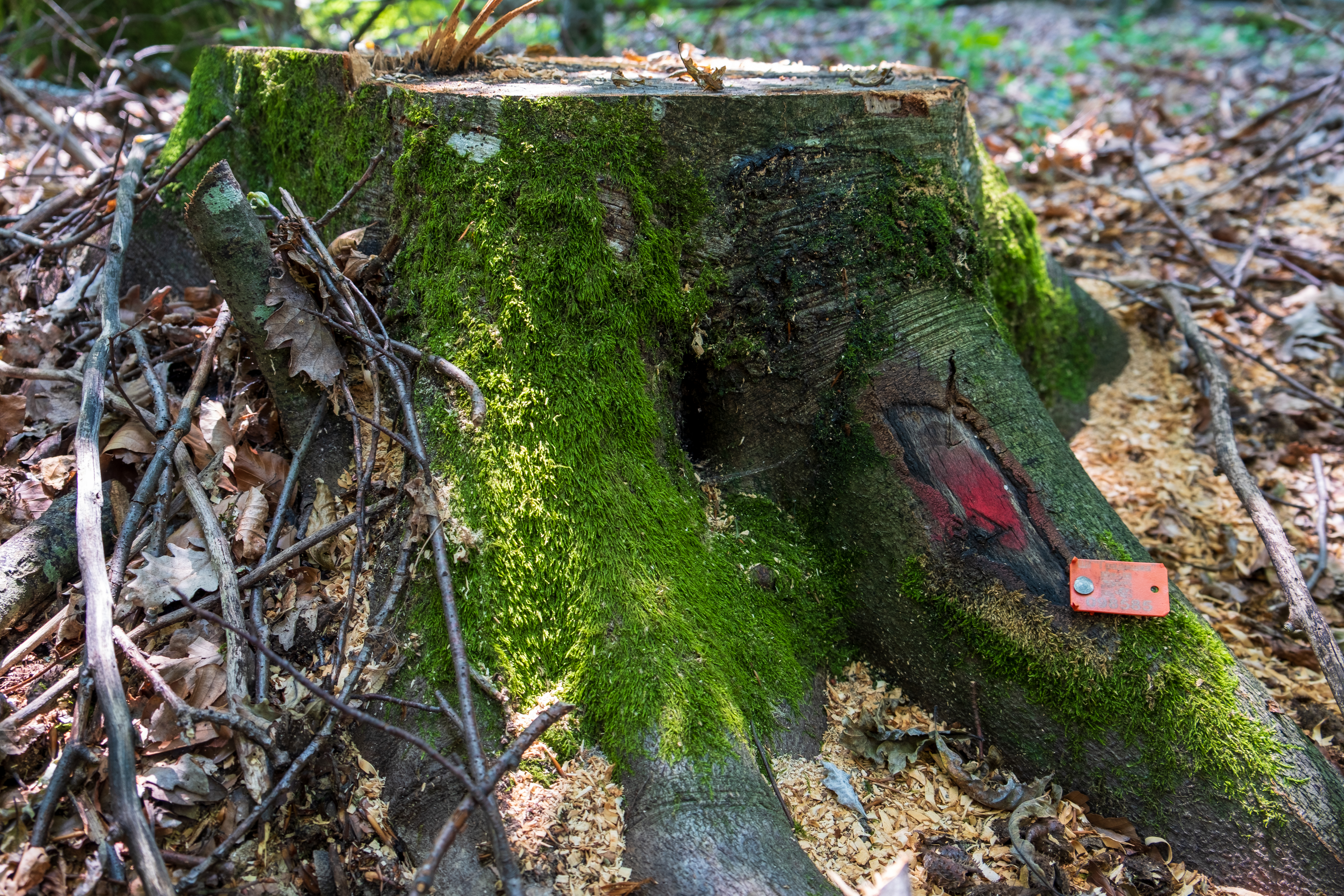 A tree stump with a tag placed there in the previous season when it was marked for future harvest, now used for pairing with felled wood assortments.