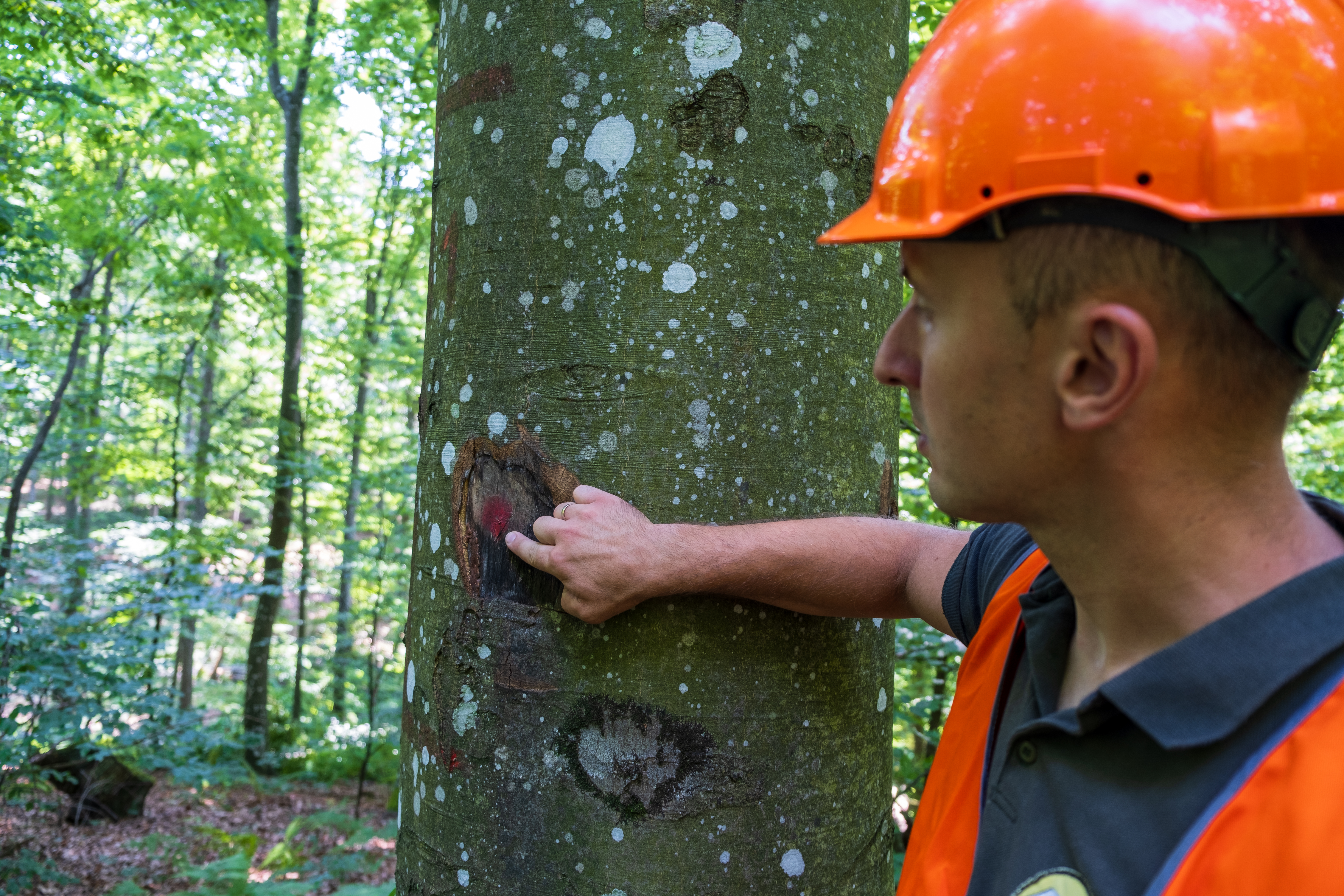 Forest engineer indicating a mark at breast height on a tree that is to be harvested in the following harvesting season.