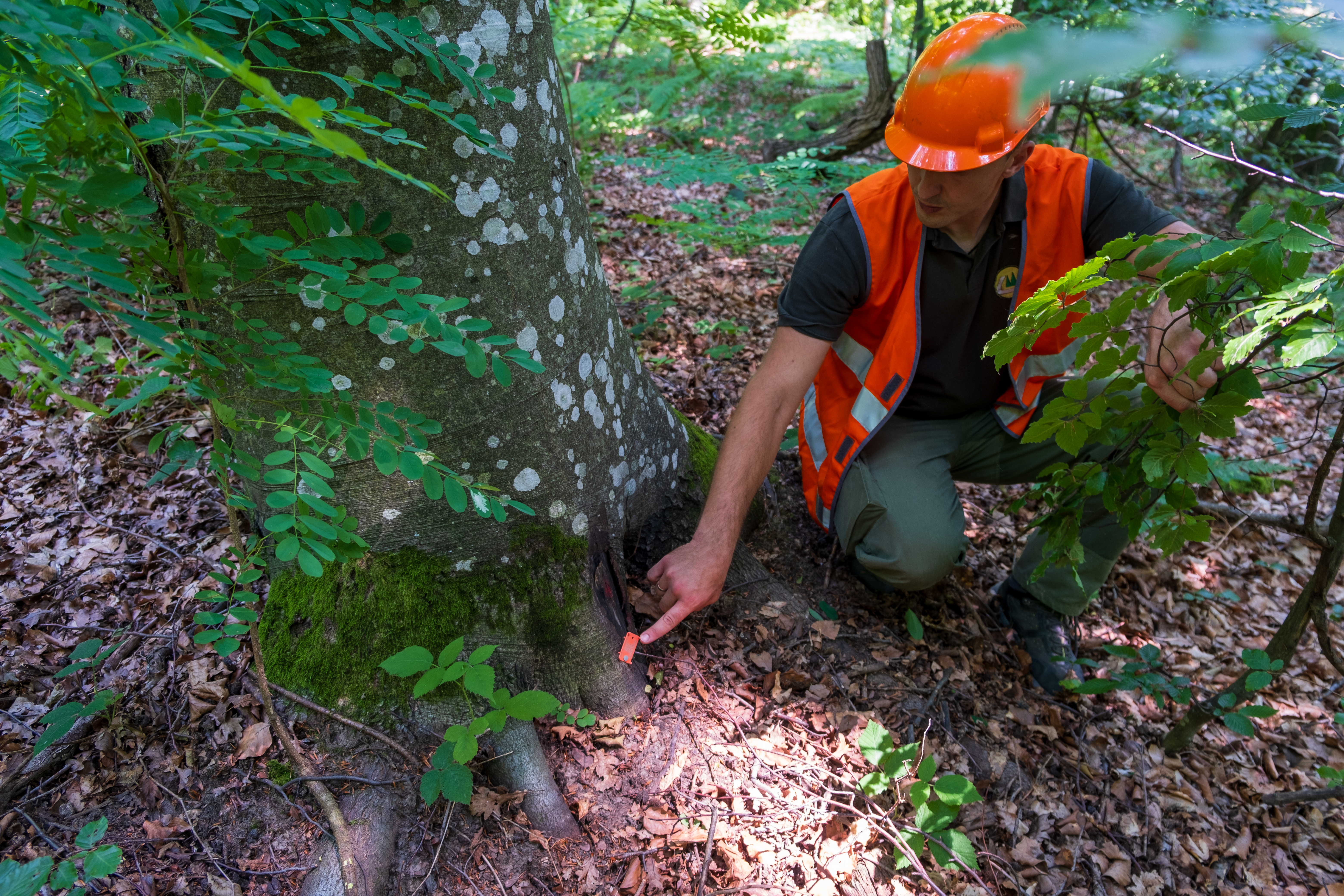 Forest engineer indicating a tag with a unique QR code placed in the bottom of the tree trunk, already paired with the GPS coordinates of the tree.