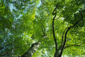 Beech tree forest canopy green