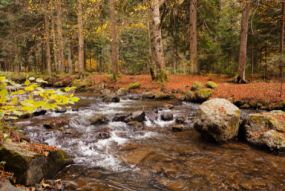 Forest stream