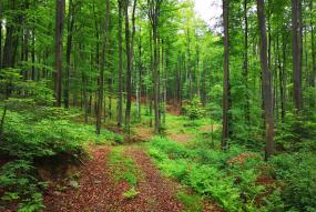 Forest in Bosnia and Herzegovina