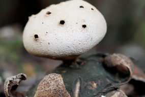 Myriostoma coliforme