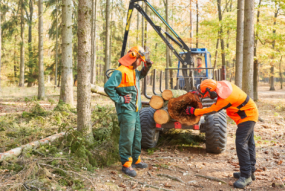 Workers in forest