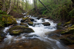 Forest river