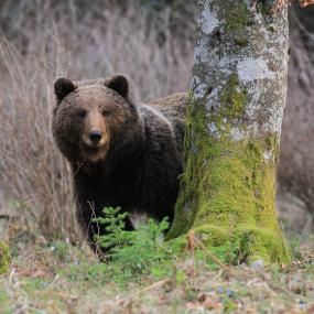 Slovenia FSC bear