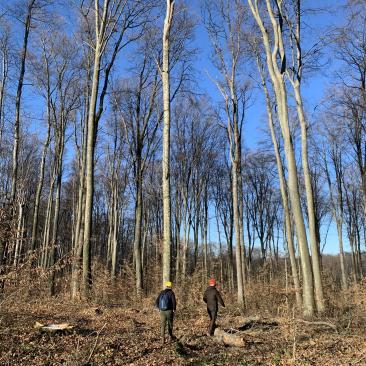 Forest audit field surveillance Croatia