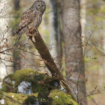 An owl in Slovenia forest