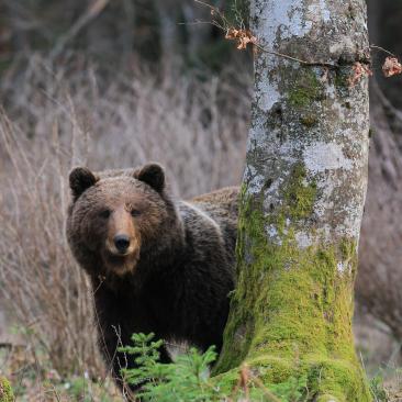 Forest Slovenia brown bear