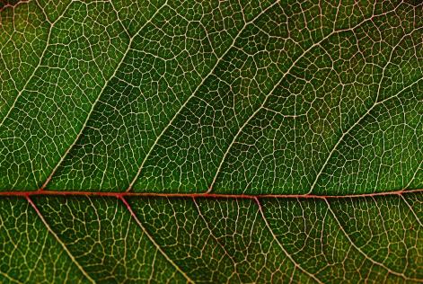 close up green leaf