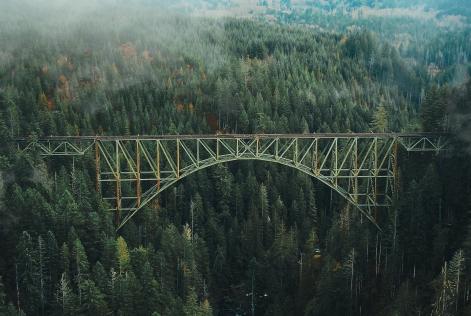 Bridge forest 1