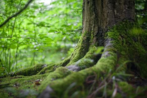 Tree roots