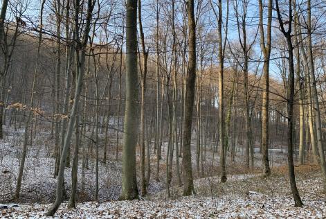 Croatian forest winter Beech Oak