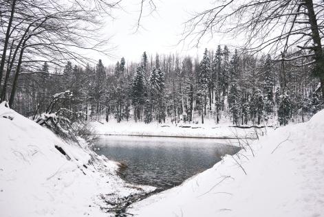 Lokvarsko jezero forest Croatia