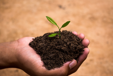 soil hand seedling