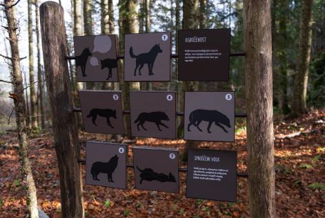 Forest sign wolf positions interpretations