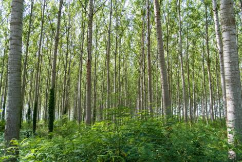Forest plantation Vojvodina Serbia