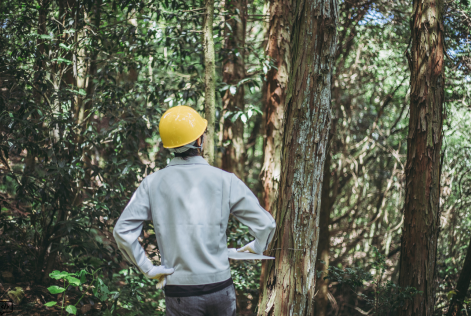 forest consultant