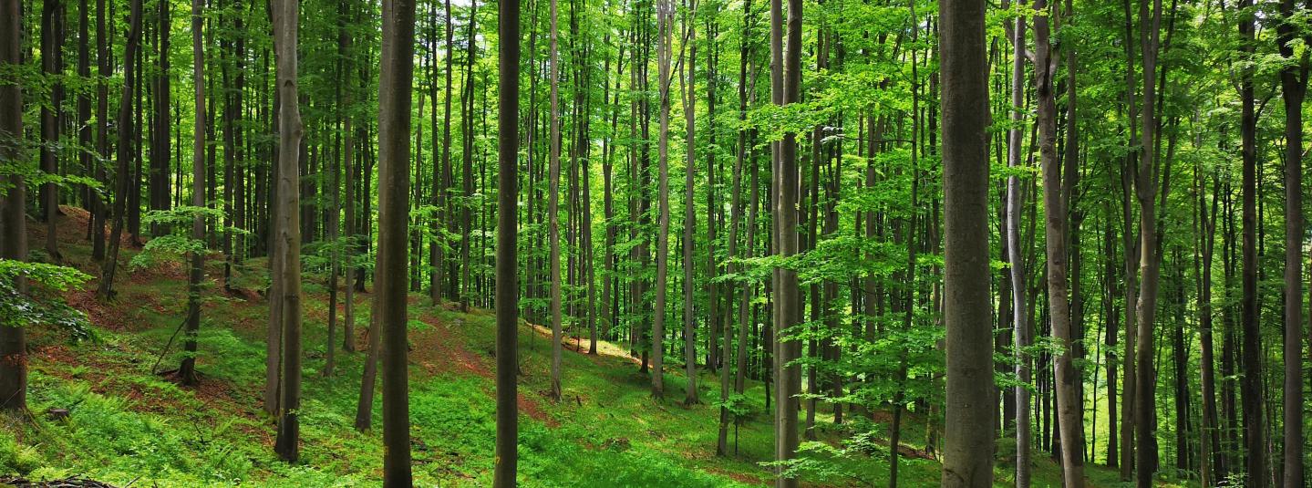 Seed stand Fagus  Sylvatica 2019 BiH