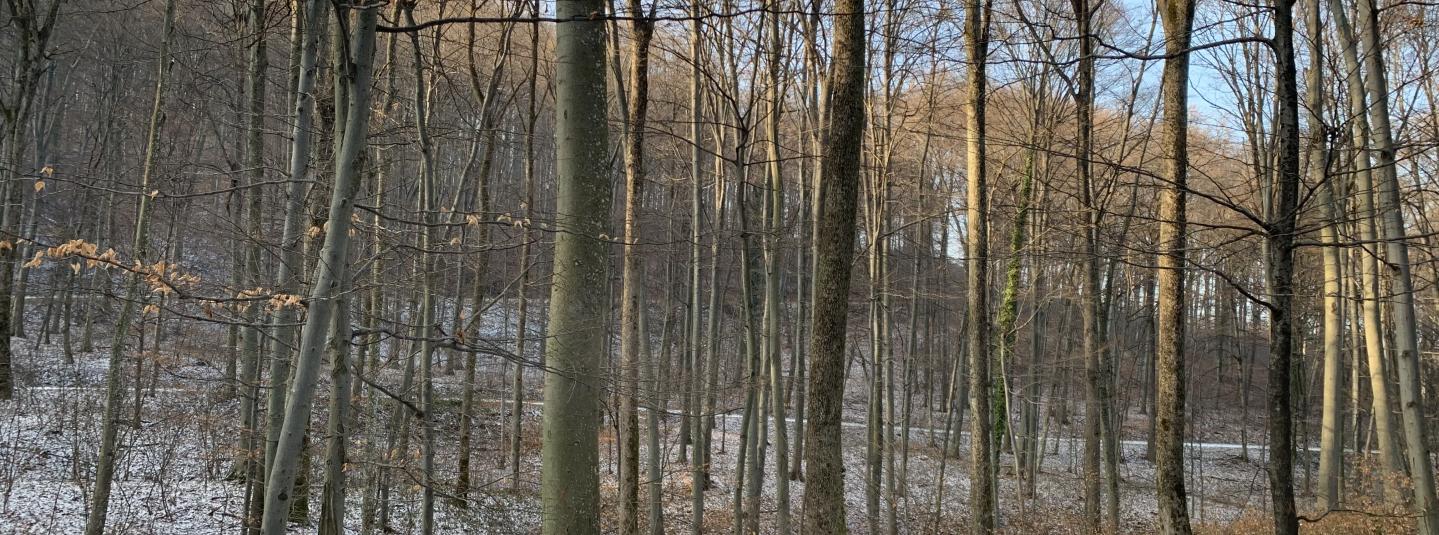 Croatian forest winter Beech Oak