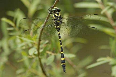 Balkan goldenring (Cordulegaster heros)