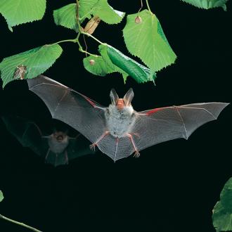 Bechstein's bat (Myotis bechsteini)