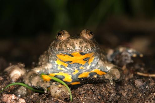Yellow-bellied toad (Bambina variegata)