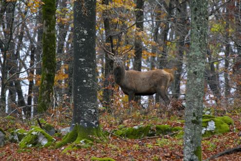 Deer in Slovenia
