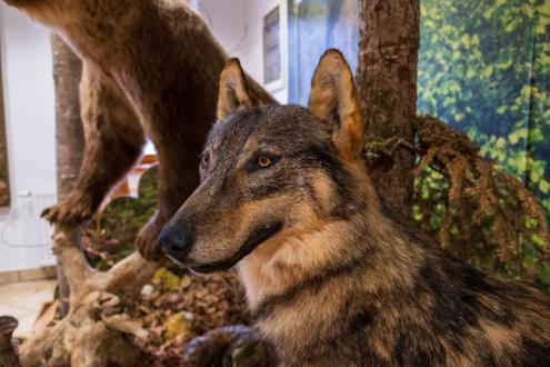 Wolf Mašun Slovenia 