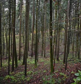 Field visit Velike Lašče