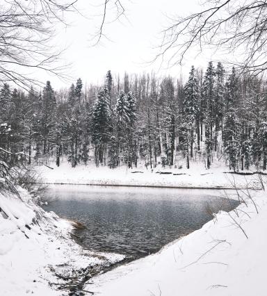 Lokvarsko jezero forest Croatia