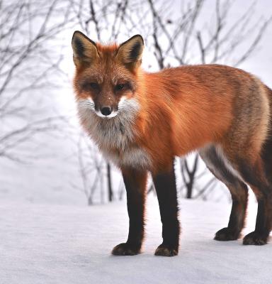 Fox on snow