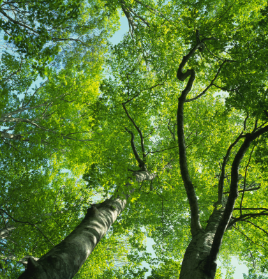 Beech tree forest canopy green