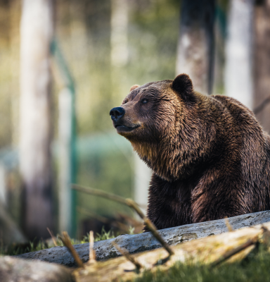 Brown bear