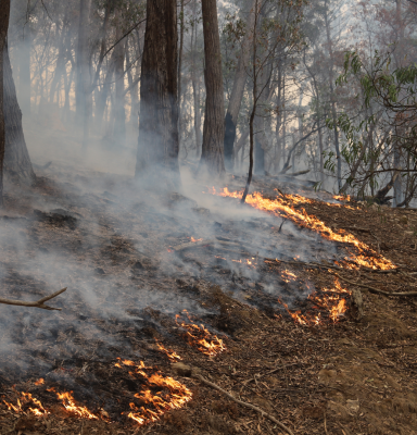 Deforestation and Forest Degradation, Threats