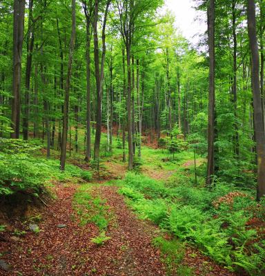 Forest in Bosnia and Herzegovina