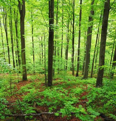 Forest in Bosnia and Herzegovina