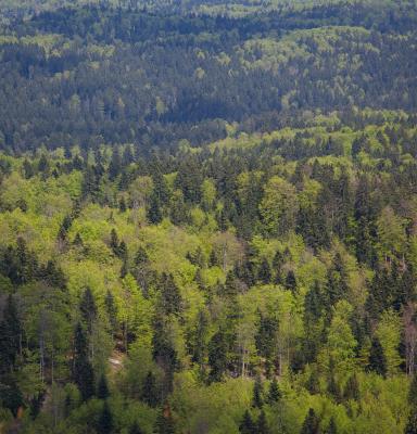 Forest in Slovenia