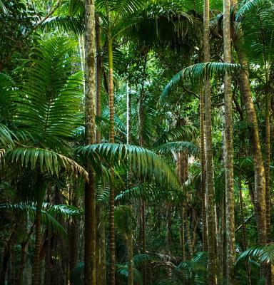 Tropical forest