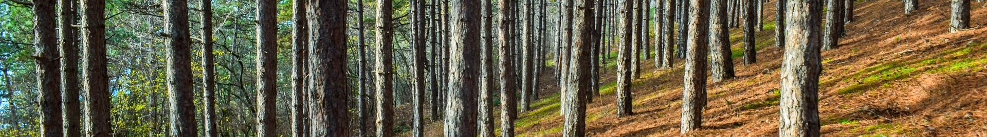 North Macedonia forest