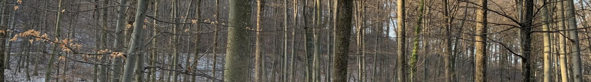 Croatian forest winter Beech Oak