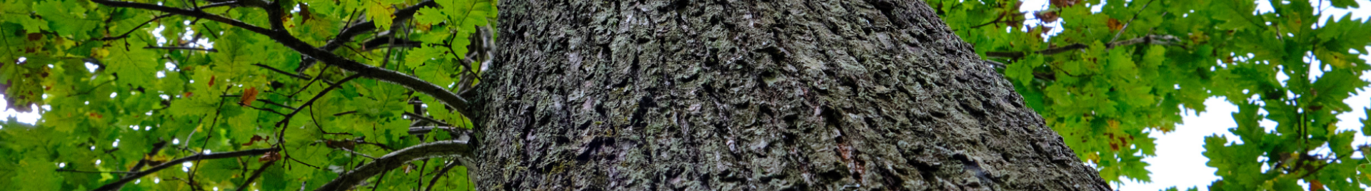 Oak tree wide photo