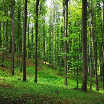 Seed stand Fagus  Sylvatica 2019 BiH