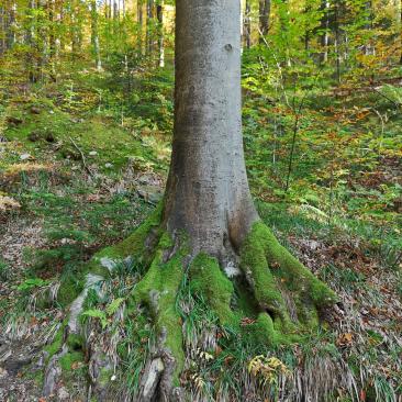 Seed stand Fagus Sylvatica 2019 BiH-3