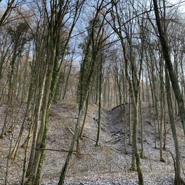 Croatian forest winter Slavonija region