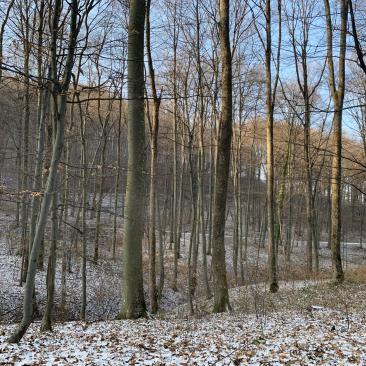 Beech and oak love story Croatia