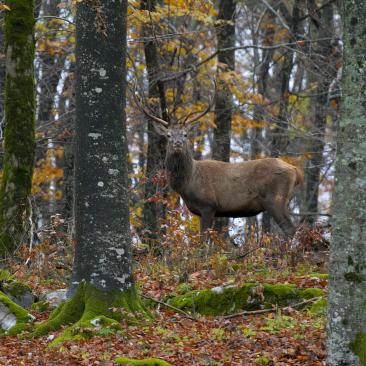 Deer in Slovenia