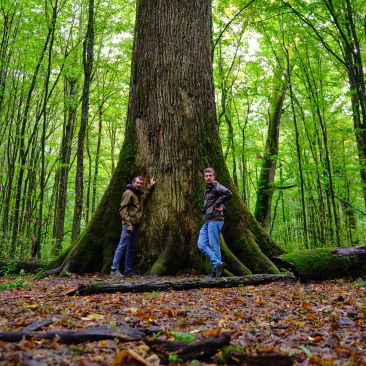 Hrvatske šume large old oak Slavonia