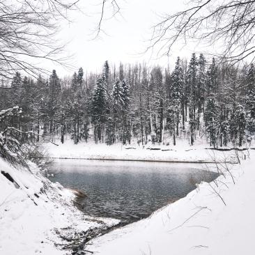 Lokvarsko jezero forest Croatia